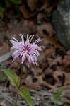 Eastern beebalm